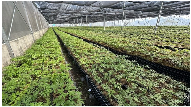 Meggazdagodás Lai Chau ginzengből - 3. kép. A greenhouse with plants growing in it AI-generated content may be incorrect.