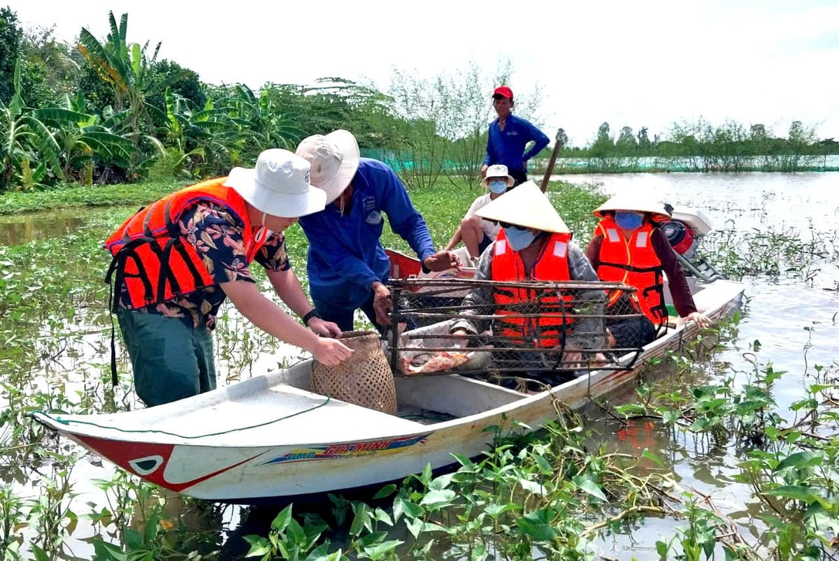 Mô hình thuận thiên, sinh kế giúp thoát nghèo trên cánh đồng mùa lũ. Ảnh: Minh Sáng.