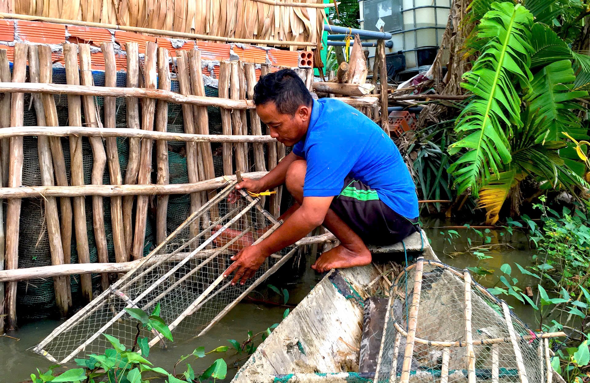 Người dân ĐBSCL quây lưới giữ cá trong ruộng ngập, chỉ thu cá lớn, thả lại cá nhỏ. Ảnh: Minh Sáng.