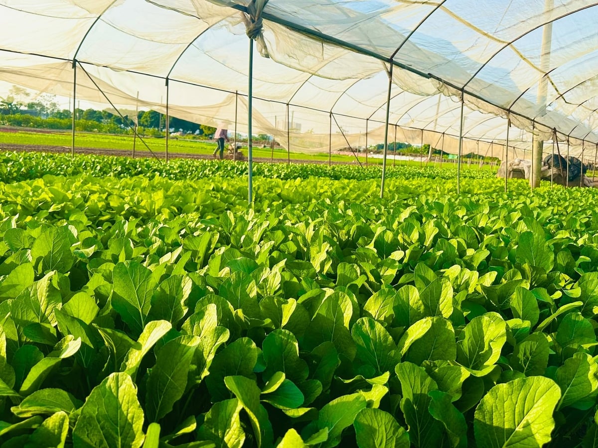 Hệ thống rau sạch trồng nhà lưới của HTX Rau quả sạch Chúc Sơn. Ảnh: Nguyễn Thủy.