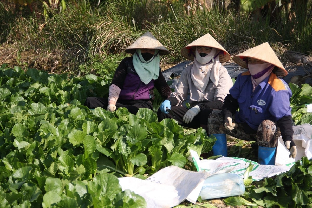 Xã viên Hợp tác xã Dịch vụ nông nghiệp Đức Chính thu hoạch rau trên cánh đồng Tuệ Tĩnh. Ảnh: Lan Chi.