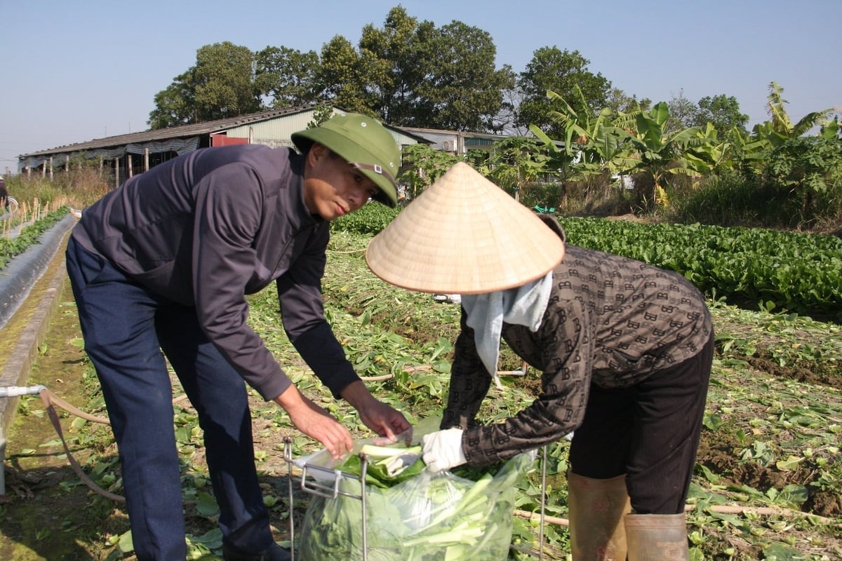 Ông Nguyễn Đức Thuật, Giám đốc Hợp tác xã Dịch vụ nông nghiệp Đức Chính hướng dẫn xã viên thao tác đóng gói và hỗ trợ bà con trong buổi thu hoạch rau trên đồng. Ảnh: Lan Chi.