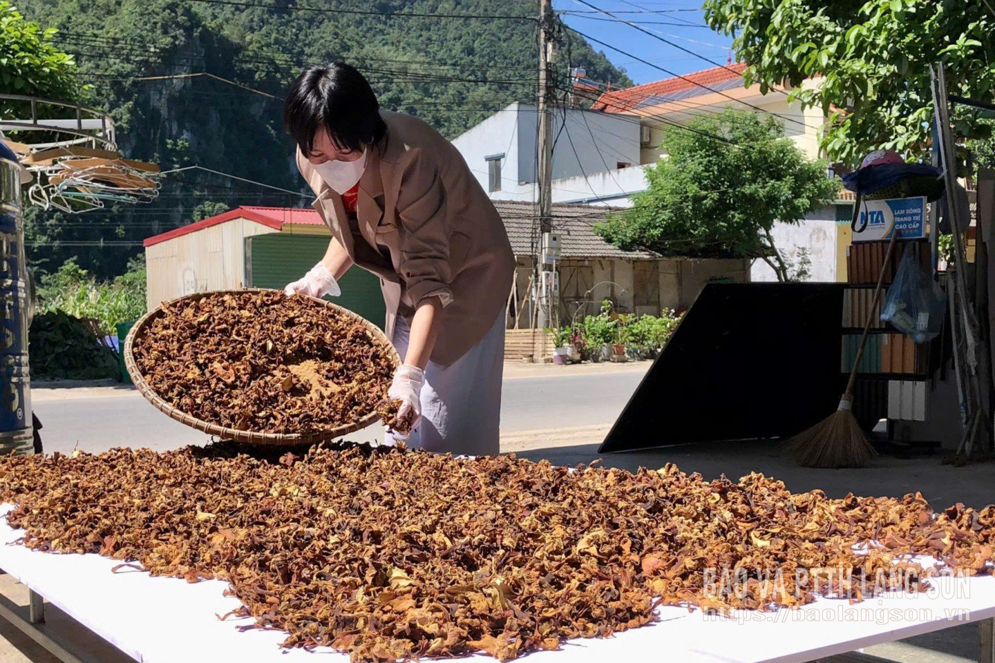 خانم Ly Phuong Hien گل های Moc Ho Diep را خشک می کند