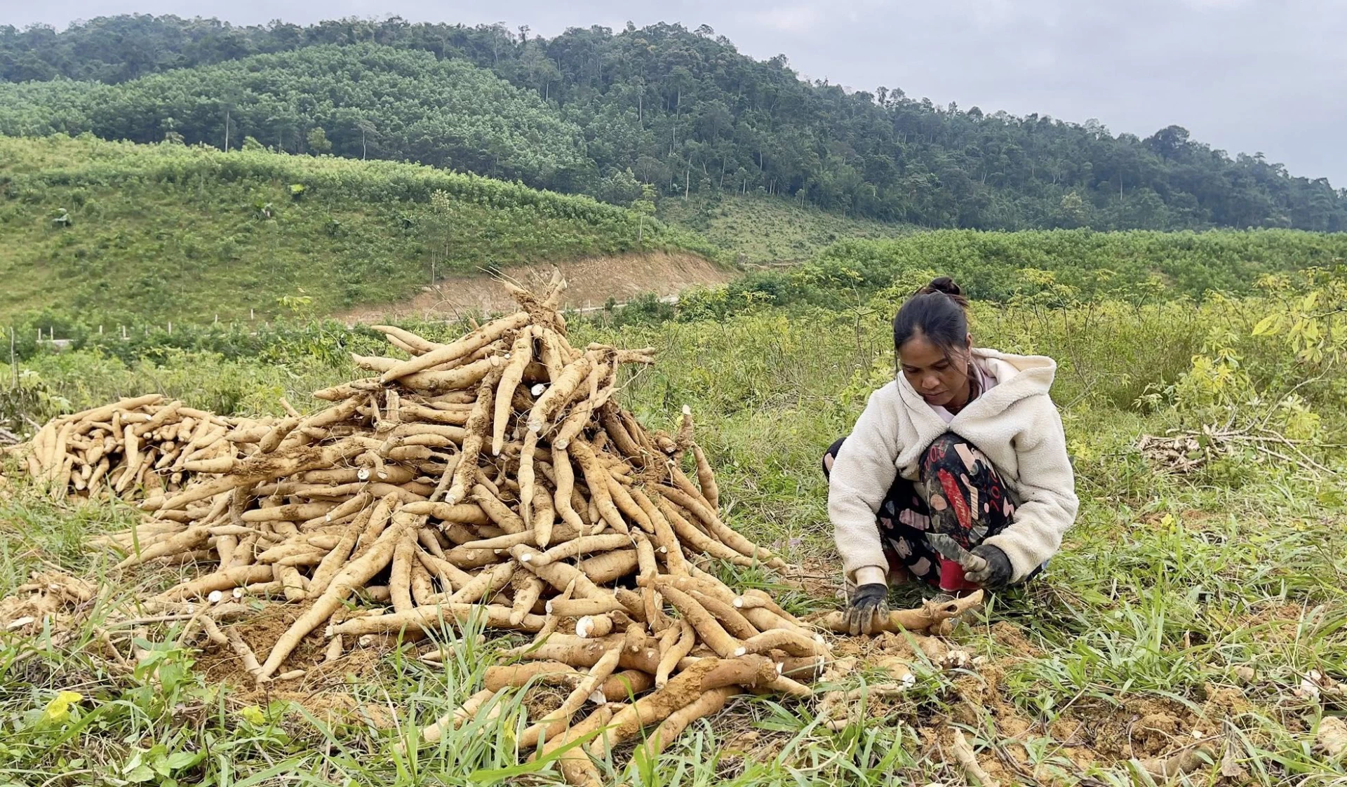 De cassaveoogst van dit jaar is overvloedig en de prijs is goed, dus mensen zijn erg enthousiast - Foto: X.V