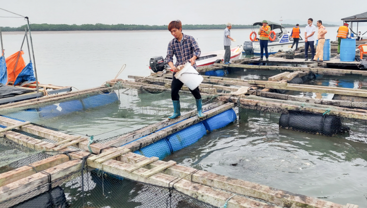 Quang Ninh: A tudomány és a technológia áttörést hoz a zöld termelésben és a fenntartható szegénységcsökkentésben - 1. kép.