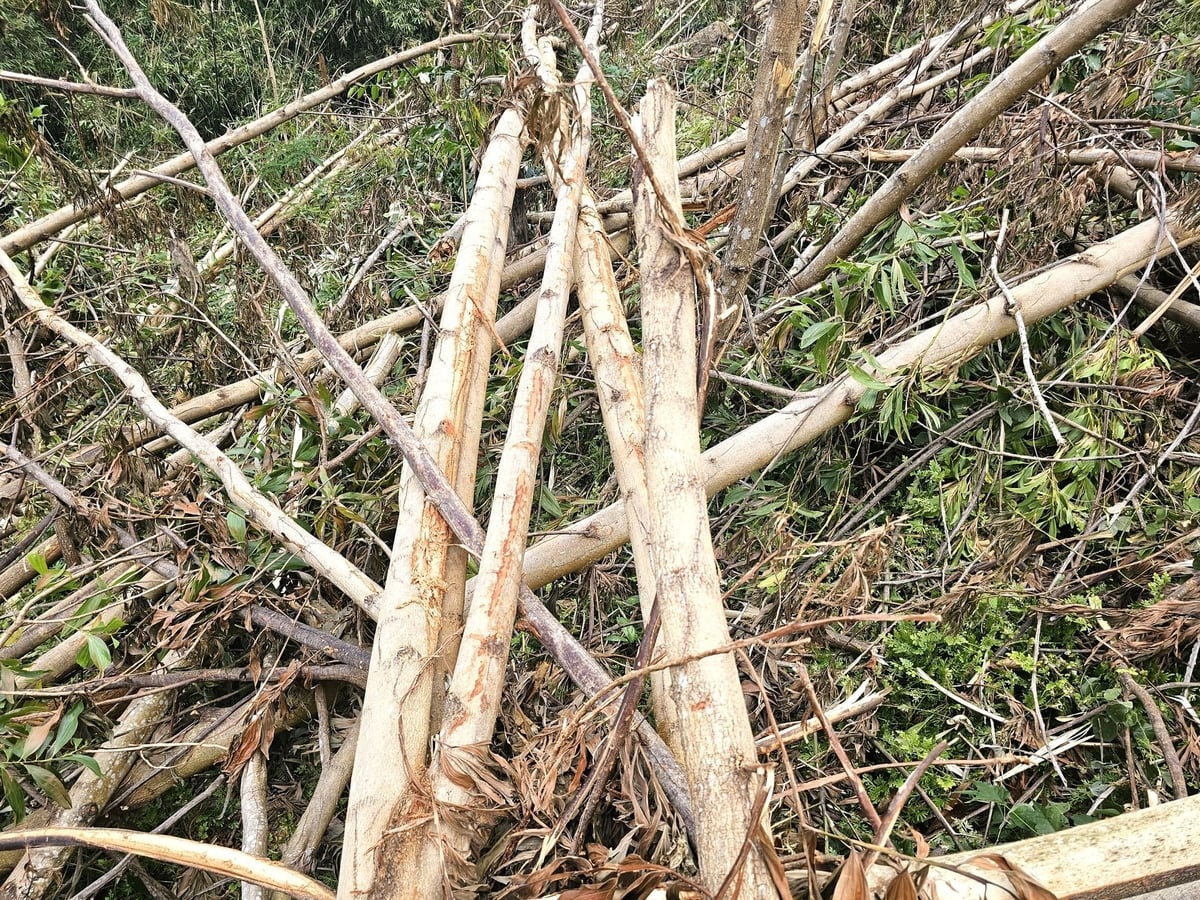 500 ha keo của Công ty TNHH MTV Lâm nghiệp Kông Chro bị ảnh hưởng nghiêm trọng do bão số 13. Ảnh: Đăng Lâm. 