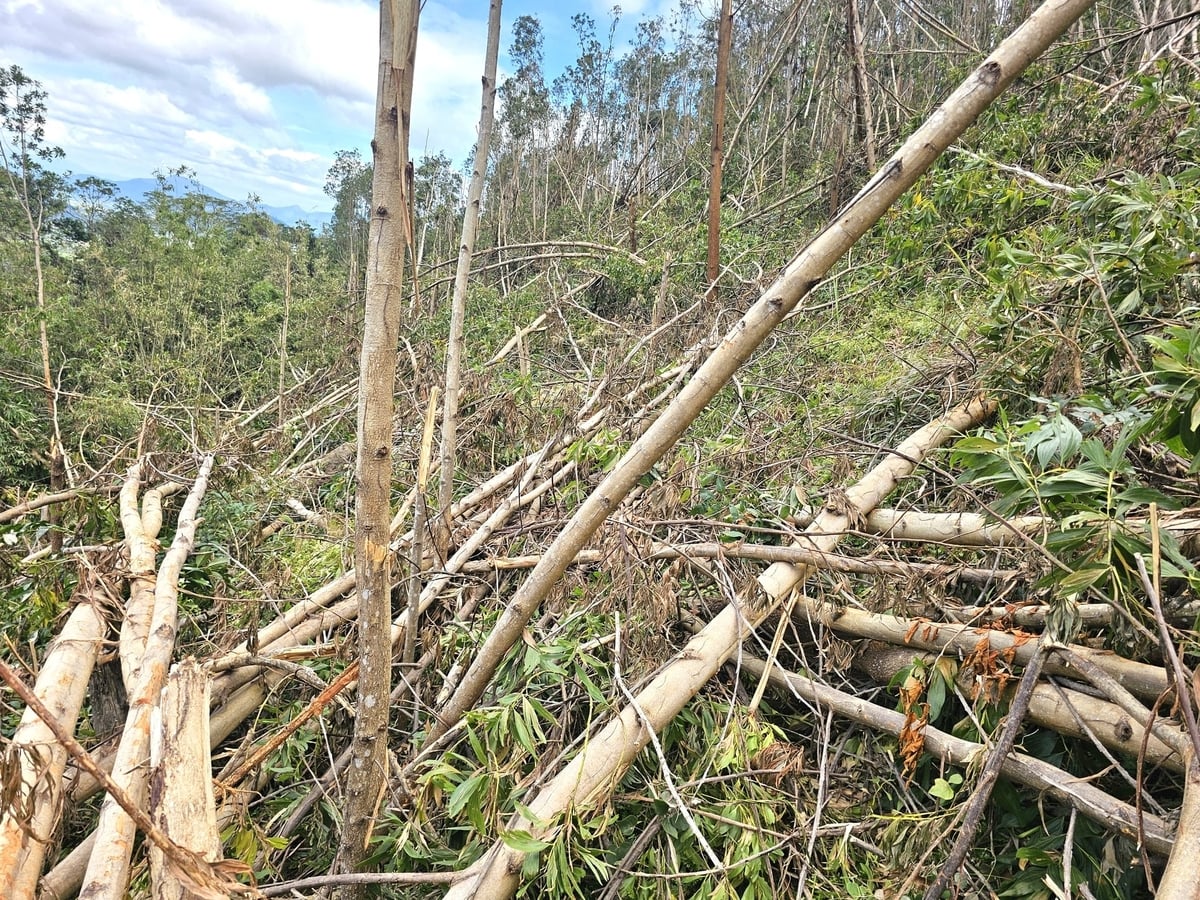 Bão số 13 quật đổ hàng ngàn ha keo ở các xã phía tây Gia Lai, gây thiệt hại hàng chục tỷ đồng. Ảnh: Đăng Lâm. 