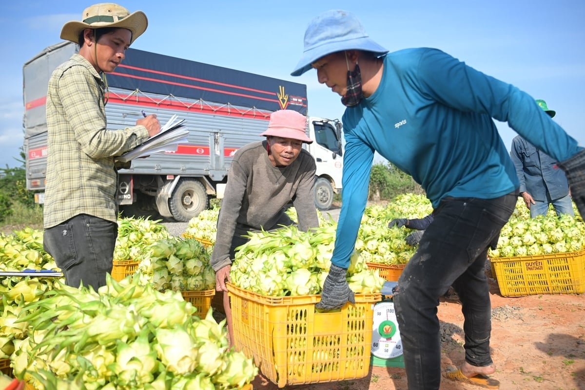 Giá thanh long ruột trắng mua xô tại vườn đang ở mức 20.000–22.000 đồng/kg, trong khi thanh long ruột đỏ đạt khoảng 35.000 đồng/kg. Ảnh: Phạm Hoài.