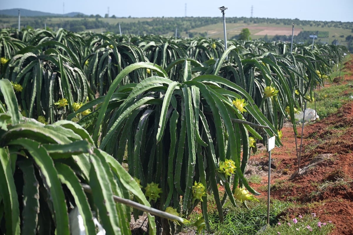 Theo Hiệp hội Thanh long Bình Thuận (tỉnh Lâm Đồng), ngoài yếu tố mưa lũ khiến nguồn hàng khan hiếm, giá thanh long tại thị trường Trung Quốc cũng đang tăng; lượng hàng từ Việt Nam đưa sang ít nên giá được đẩy lên cao. Ảnh: Phạm Hoài.