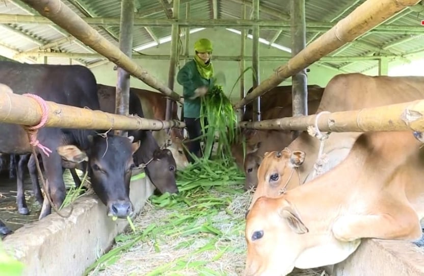 Thanh Hóa tập trung các biện pháp chống đói rét cho đàn vật nuôi. Ảnh: CTV.