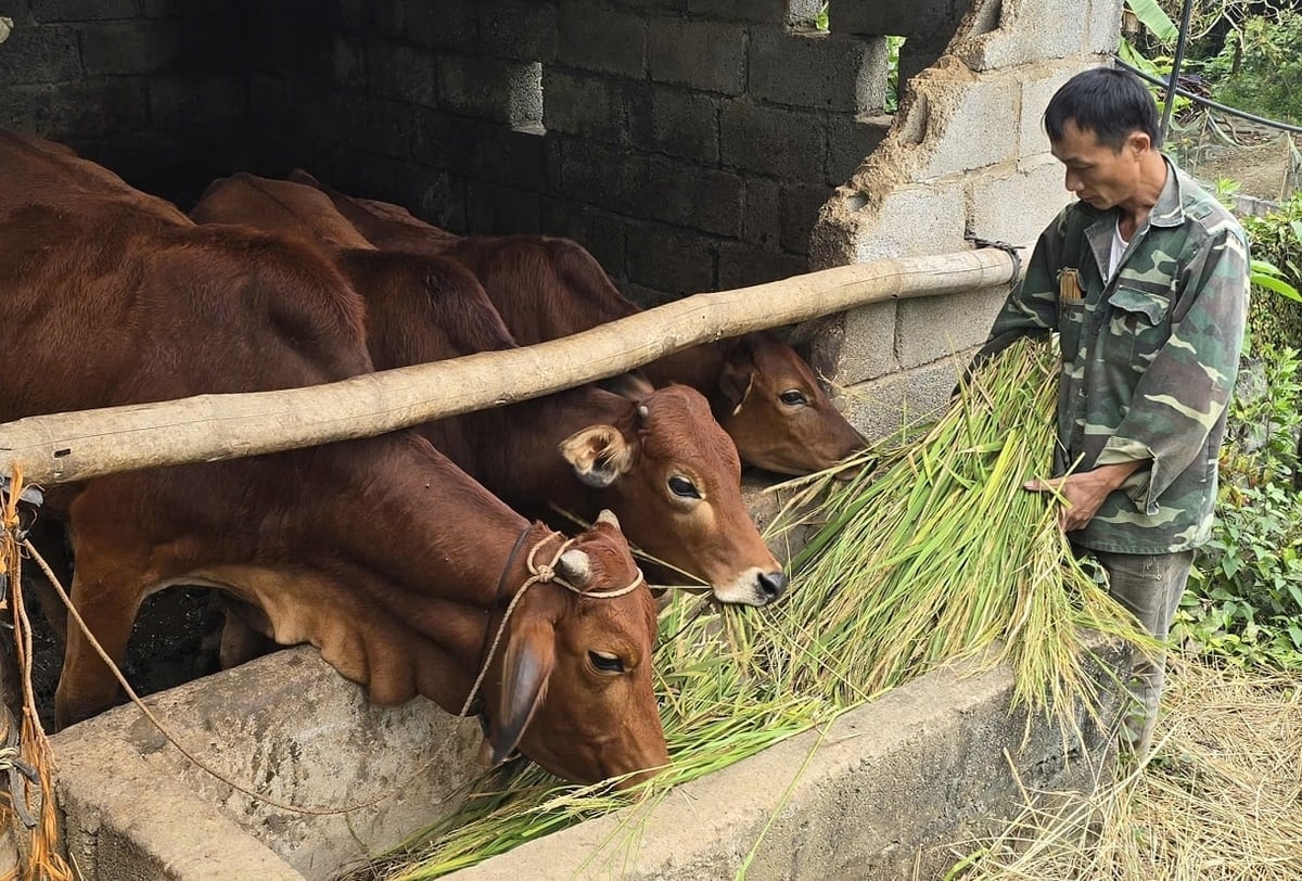 Đàn bò đã giúp gia đình ông Minh có được một điểm tựa rõ ràng để thay đổi cuộc sống. Ảnh: Hoàng Nghĩa.