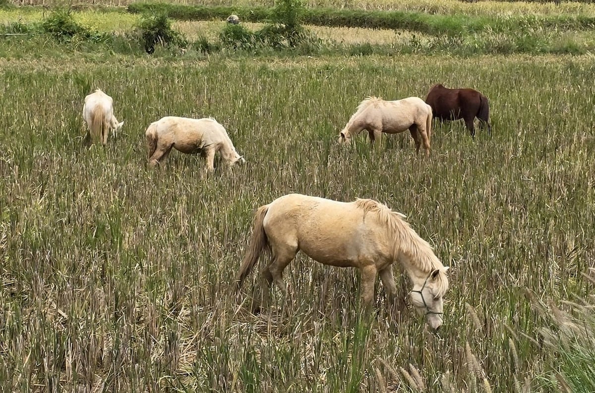 Việc hỗ trợ bò, ngựa giống phù hợp với điều kiện từng địa bàn đã phát huy hiệu quả rõ rệt, giúp nhiều hộ thoát khỏi cái nghèo một cách bền vững. Ảnh: Hoàng Nghĩa.