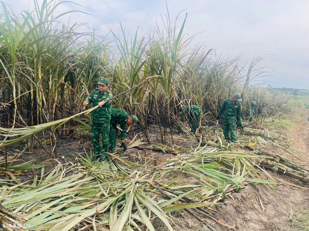 Straż Graniczna zmobilizowała maksymalne siły, aby pomóc ludności zebrać 24 hektary spalonej trzciny cukrowej w rejonie Buon Don.