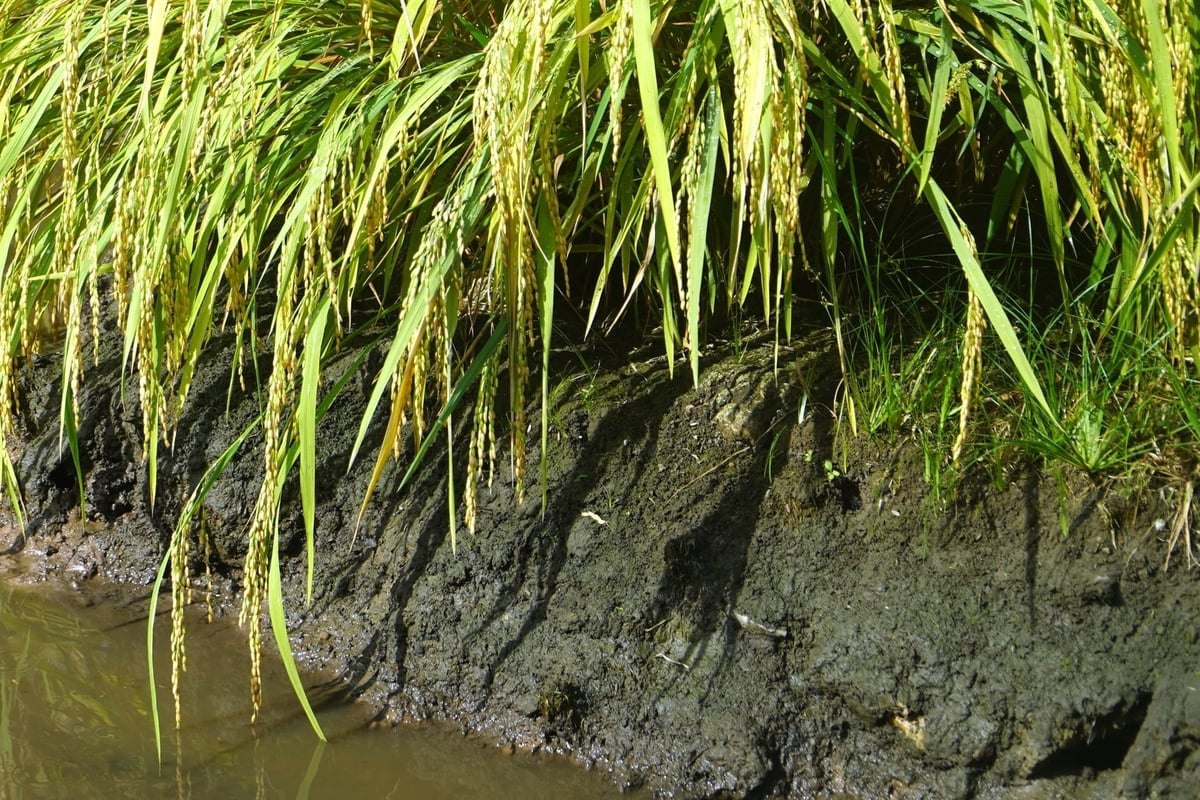קרקע דלה מגבירה את הסיכון לזיהום מים עקב נגר דשנים ופליטות גזי חממה. צילום: קים אן. Đất bạc màu khiến tăng nguy cơ ô nhiễm nguồn nước do rửa trôi phân bón, phát thải khí nhà kính tăng. Ảnh: Kim Anh.