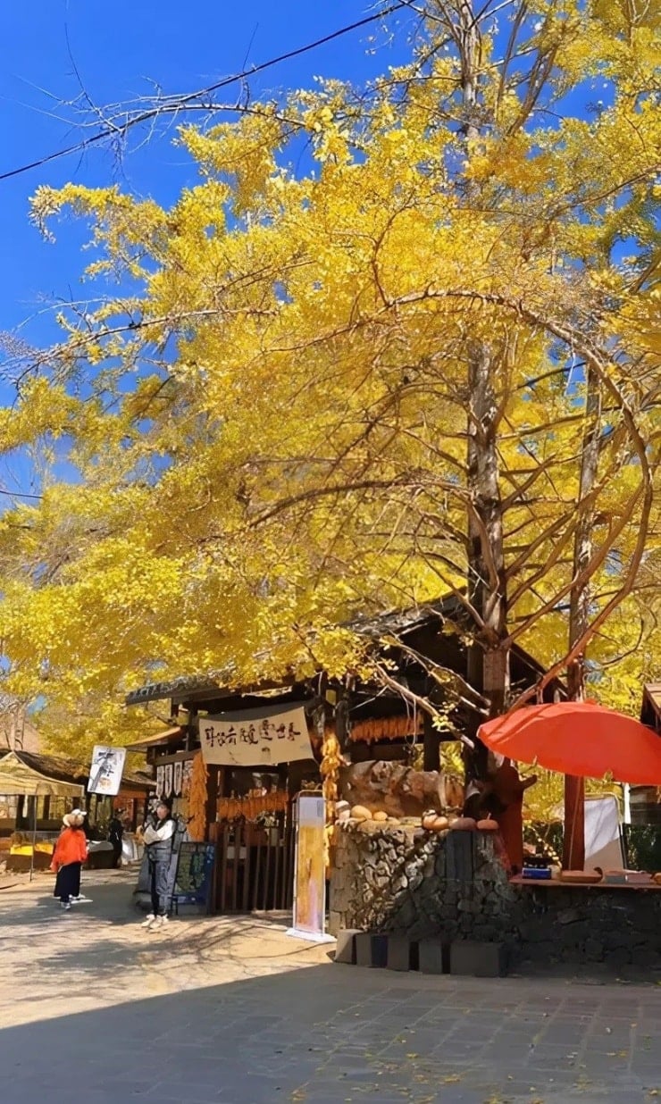 Dang Xung di musim daun ginkgo emas, cantik bagaikan surga - 3