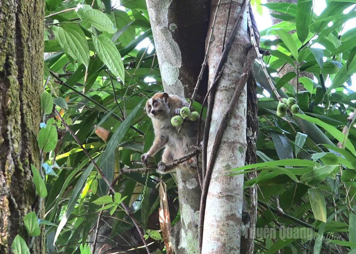 Ο Λόρις αφέθηκε ελεύθερος.