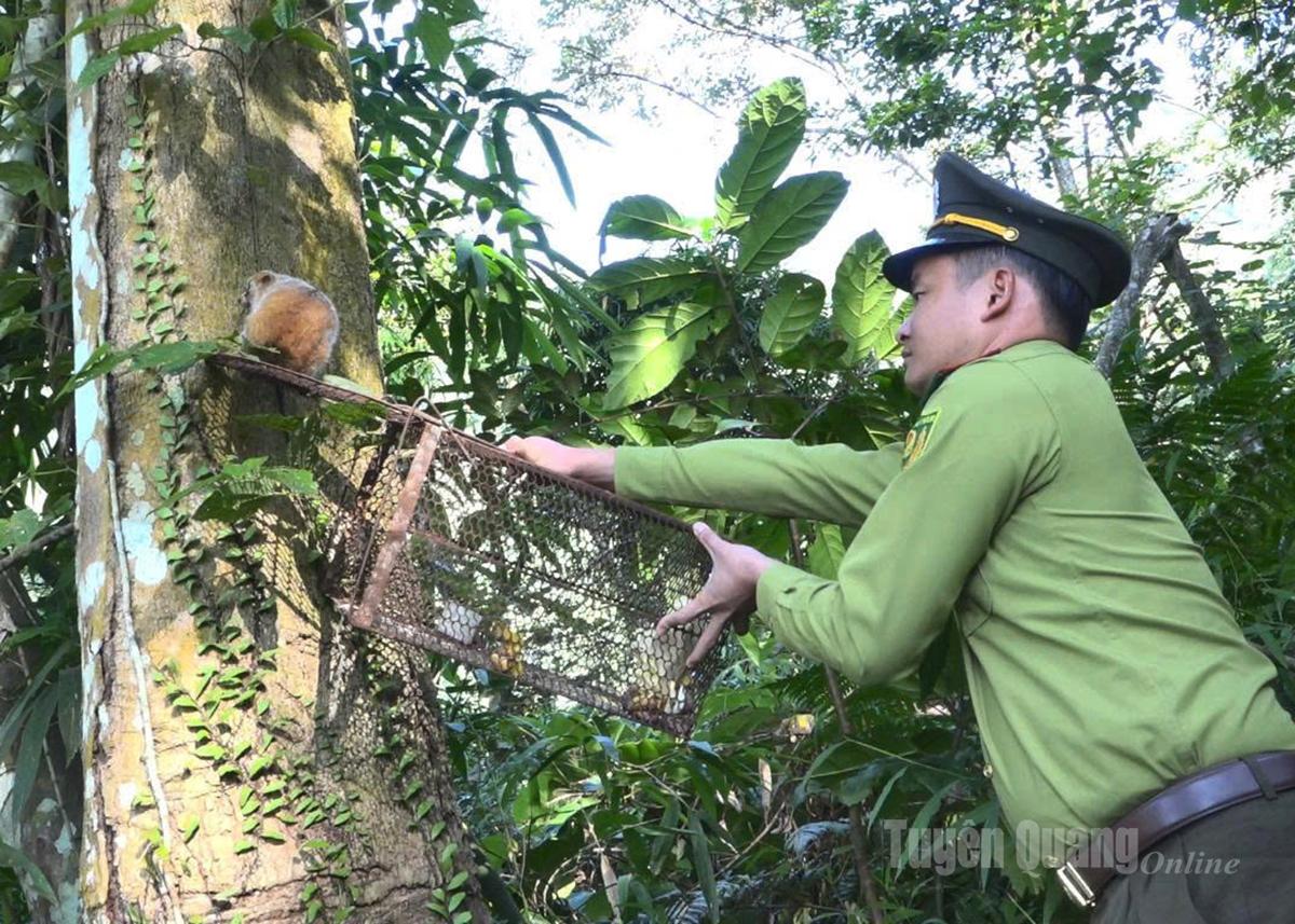 Αξιωματικοί του Τμήματος Προστασίας Δασών της Περιοχής VII απελευθέρωσαν έναν Λόρις πίσω στην άγρια ​​φύση.