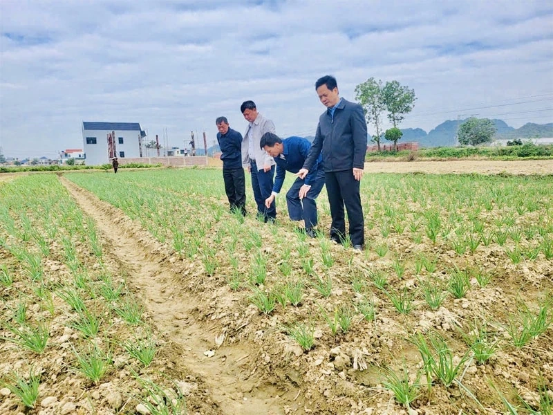 Ba Dinh flexibilně nabízí řešení pro produkci ozimých plodin