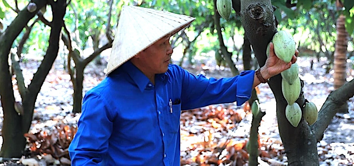 Ông Trương Văn Mỹ, Giám đốc Hợp tác xã ca cao Suối Cát cho biết, toàn bộ sản phẩm ca cao của HTX được gắn mã QR. Ảnh: Hồng Thủy.
