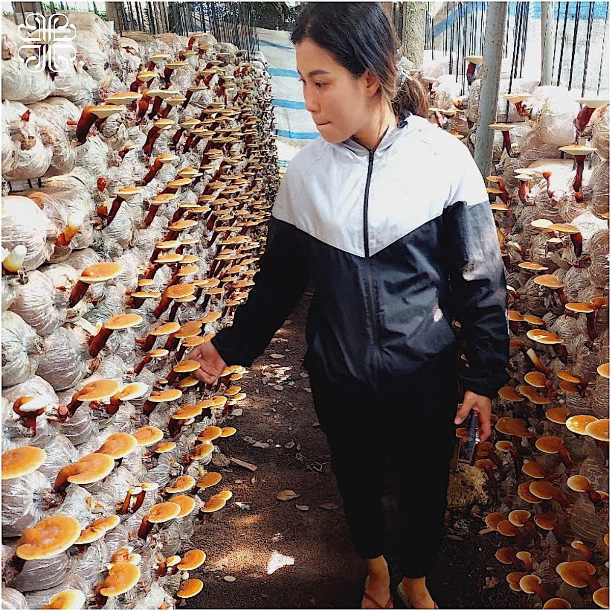 Chị Phương Linh, chủ cơ sở nấm linh chi, đông trùng hạ thảo Phương Linh trong nhà nấm. Ảnh: Duy Phương.