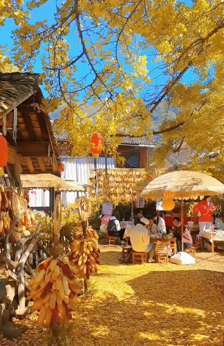 Dang Xung in het seizoen van de gouden ginkgobladeren, prachtig als een paradijs - 2