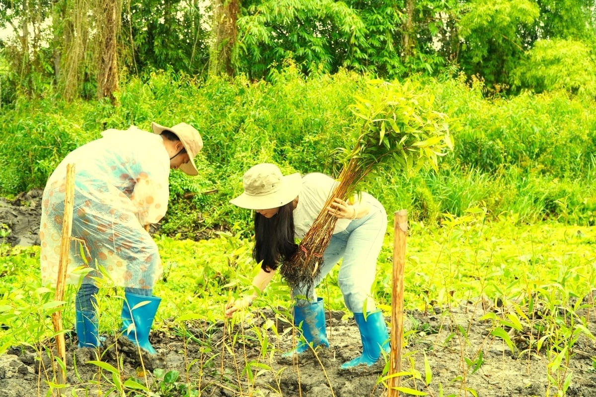 A PV Drilling ultrapassou em 34% a meta de plantar 100.000 árvores no período de 2022 a 2025. Foto: PV Drilling. PV Drilling vượt 34% kế hoạch trồng 100.000 cây xanh giai đoạn 2022-2025. Ảnh: PV Drilling.