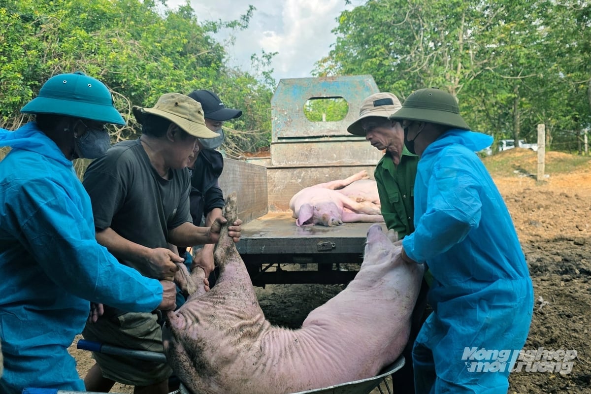 Dịch tả lợn Châu Phi tại Quảng Trị cơ bản được khống chế. Ảnh: Võ Dũng.