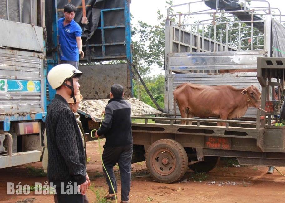Haushalte kommen, um Kühe aus dem Projekt zu erhalten.