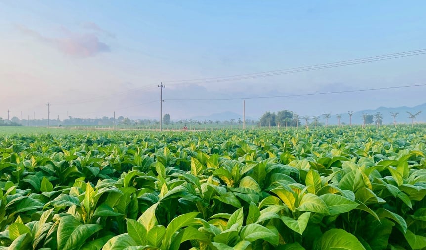 इया रसाई कम्यून में तम्बाकू मुख्य फ़सल बनता जा रहा है। फ़ोटो: तुआन आन्ह। Thuốc lá đang trở thành cây trồng chủ lực tại xã Ia Rsai. Ảnh: Tuấn Anh.