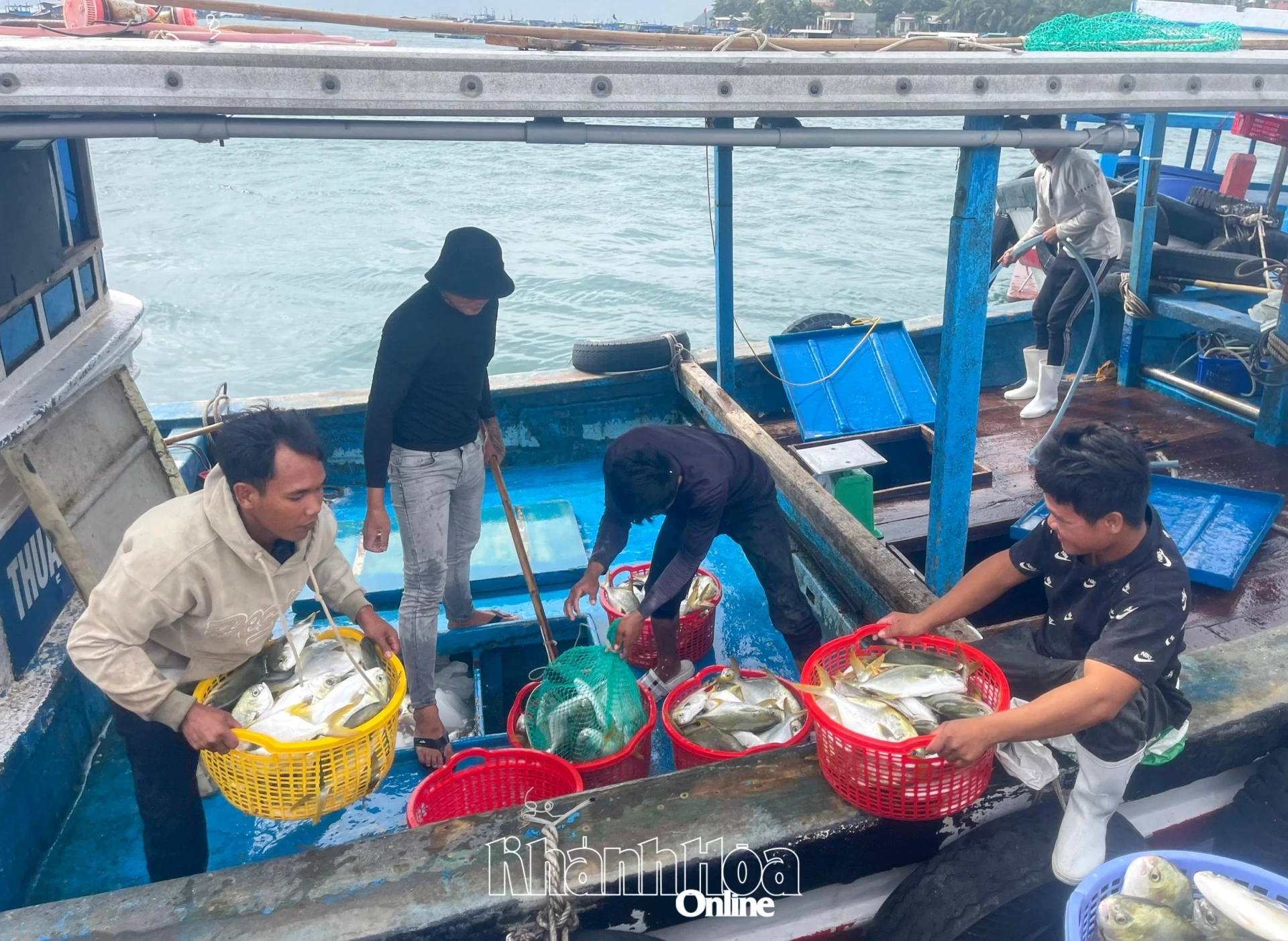 ប្រជាជននៅឃុំ Dai Lanh ប្រមូលផលផ្លែទទឹមពណ៌លឿង ដែលឈានដល់ទំហំពាណិជ្ជកម្មមុនពេលព្យុះ។