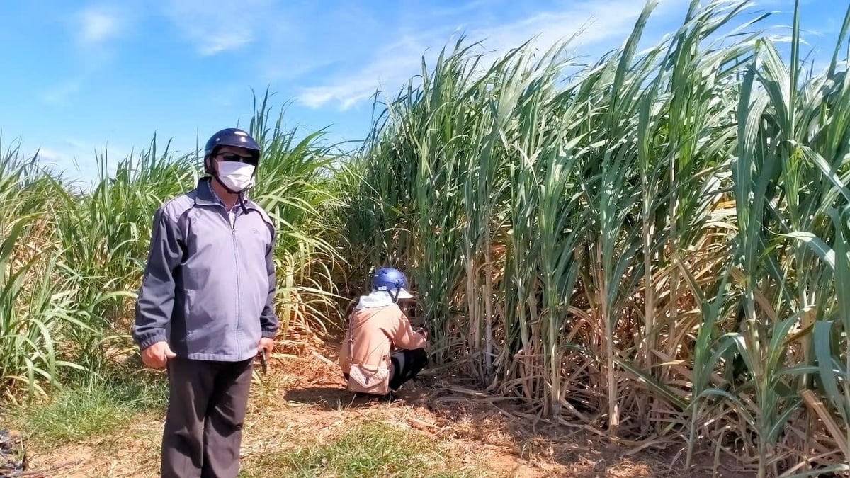 वर्तमान में, इया रासी के अधिकांश गन्ना क्षेत्र में पानी बचाने वाली सिंचाई प्रणालियों में निवेश किया गया है। फोटो: तुआन आन्ह। Hiện phần lớn diện tích mía ở Ia Rasi được đầu tư hệ thống tưới tiết kiệm. Ảnh: Tuấn Anh.