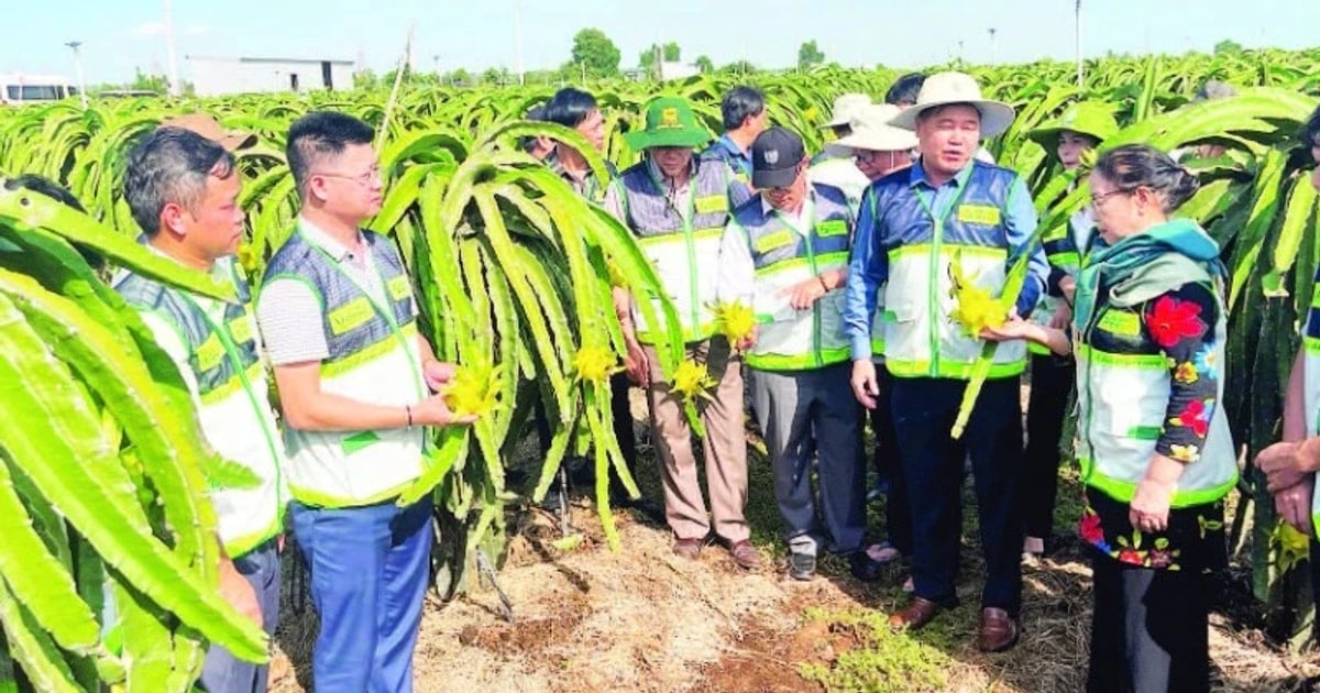 Extensión agrícola cerca de los agricultores – Vietnam.vn