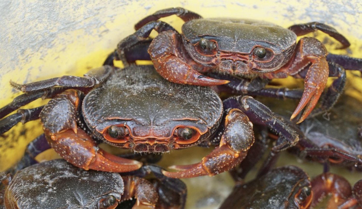 Forbidden Mountain Crab.png