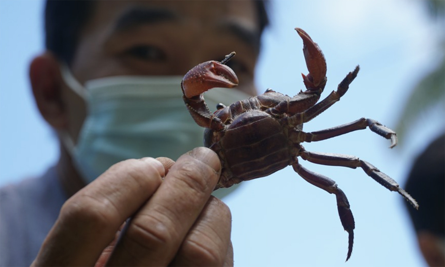 Forbidden Mountain Crab 1.jpg