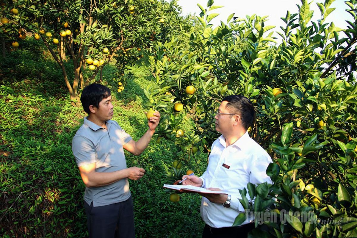 Cán bộ PGD Vĩnh Tuy tham quan vườn trồng cam Vàng, quýt Đường canh và cam V2 của anh Phạm Quang Huyên.