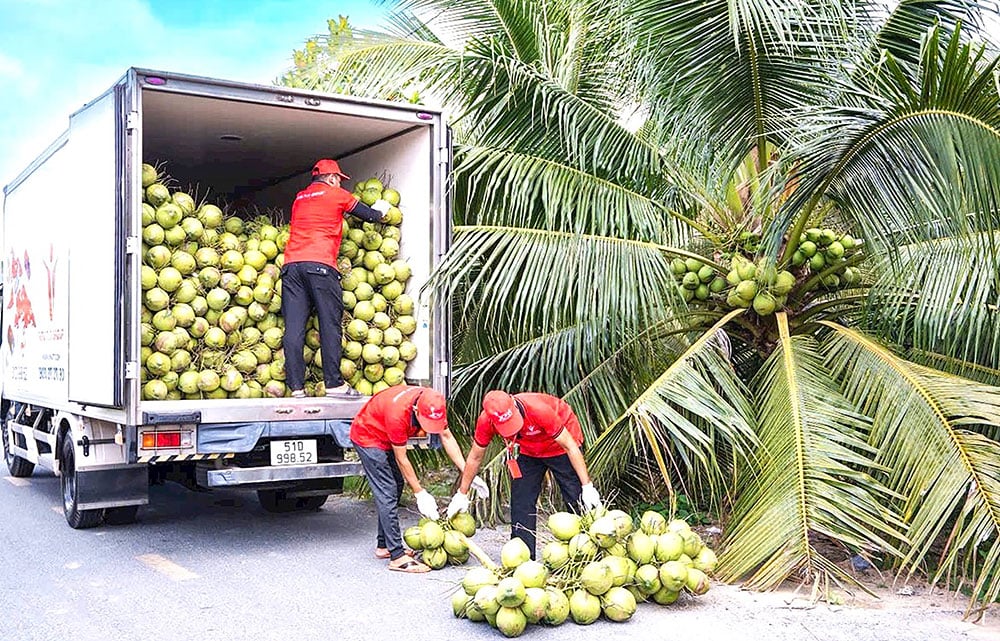 Sklizeň kokosových ořechů v obci Phu Tuc.