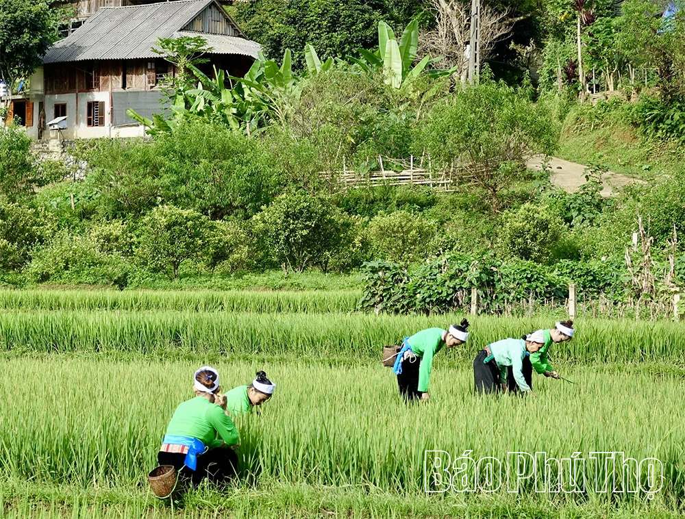 Откройте для себя туризм на «Крыше земли Мыонг»