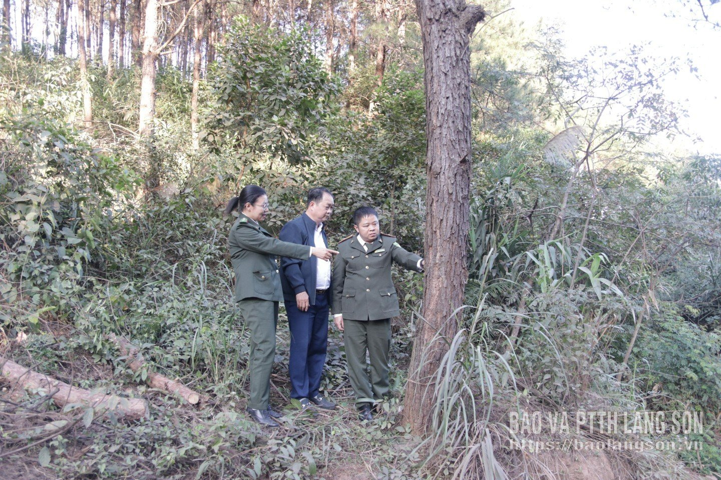 Model sadzenia sosen w gminie Loc Binh zapewnia mieszkańcom stabilną wydajność ekonomiczną.