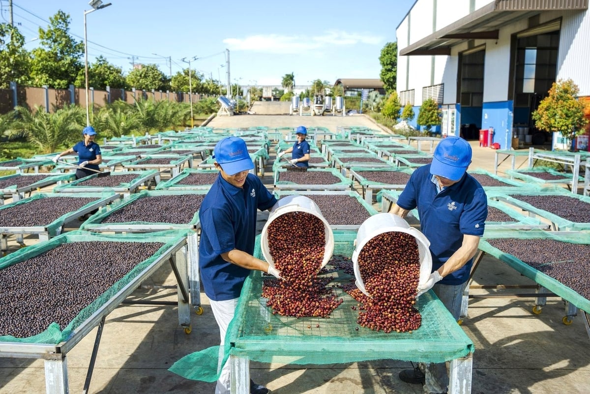 2025年11月28日現在の国内および世界のコーヒー価格(最新)。図解写真 Giá cà phê hôm nay 28/11/2025 ở trong nước và thế giới mới nhất. Ảnh minh họa