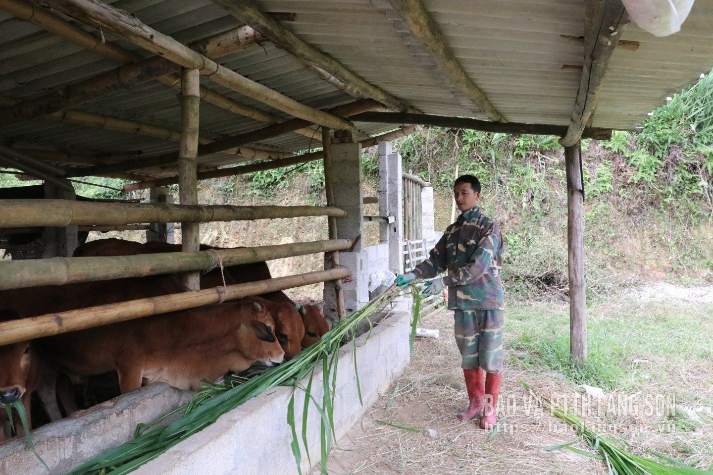 Warga Desa Ban Huan, Kecamatan Tan Van, memelihara sapi