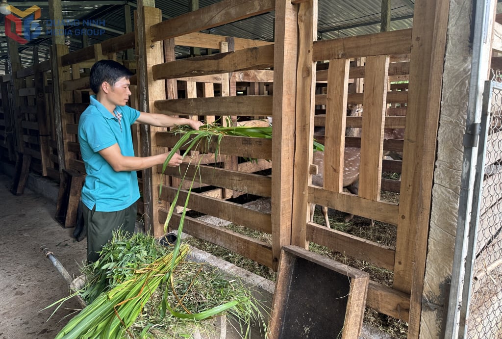Mô hình chăn nuôi hươu lấy Nhung của anh Vi Văn Nghiệp (dân tộc Tày, thôn Đồng Thắng, xã Hoành Mô) cho hiệu quả kinh tế cao.