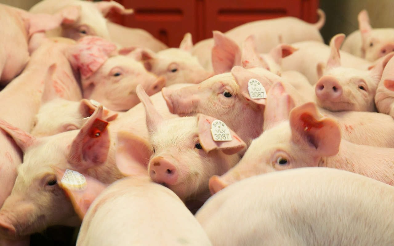 Prețul porcului astăzi, 28 noiembrie 2025: Regiunea Central Highlands - Central a crescut ușor