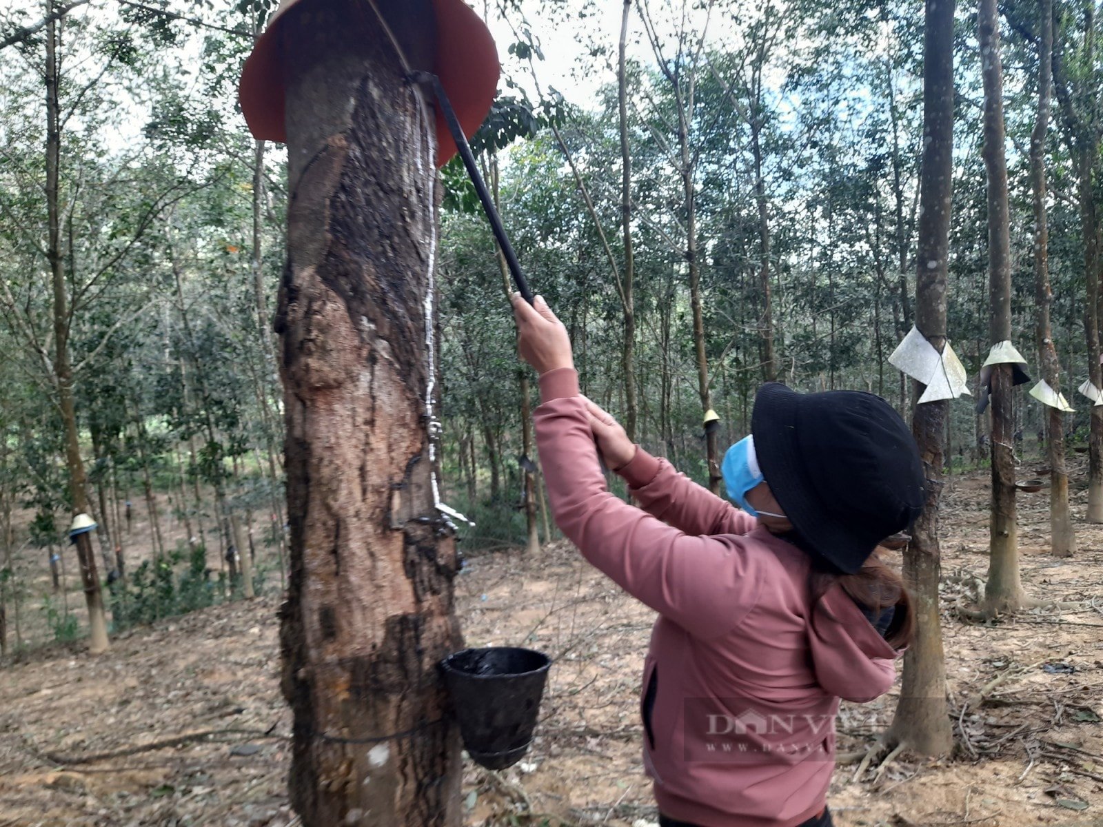 रबर की कीमत आज 28 नवंबर, 2025 को घरेलू स्तर पर स्थिर, दुनिया में विपरीत दिशाओं में उतार-चढ़ाव
