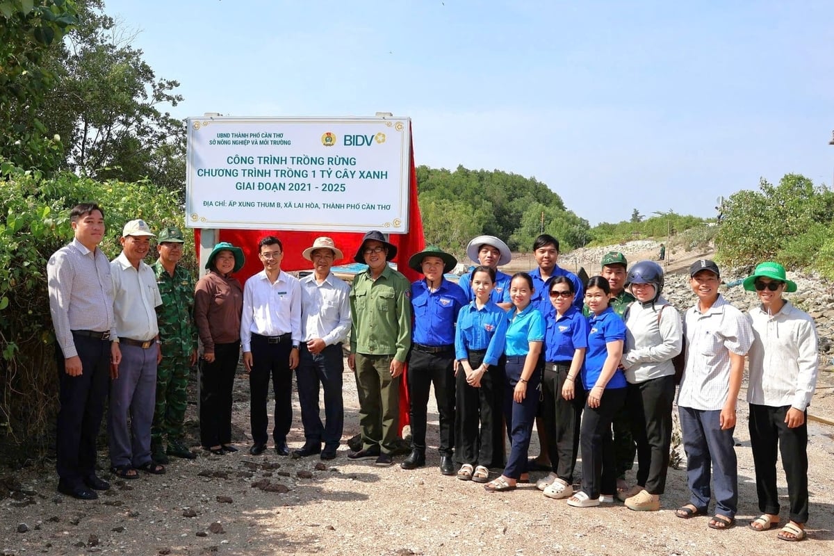 Sau lễ phát động, các đơn vị đã ra quân trồng hơn 8.500 cây mắm trắng tại ấp Xung Thum B, xã Lai Hòa (TP. Cần Thơ). Ảnh: Anh Tú.