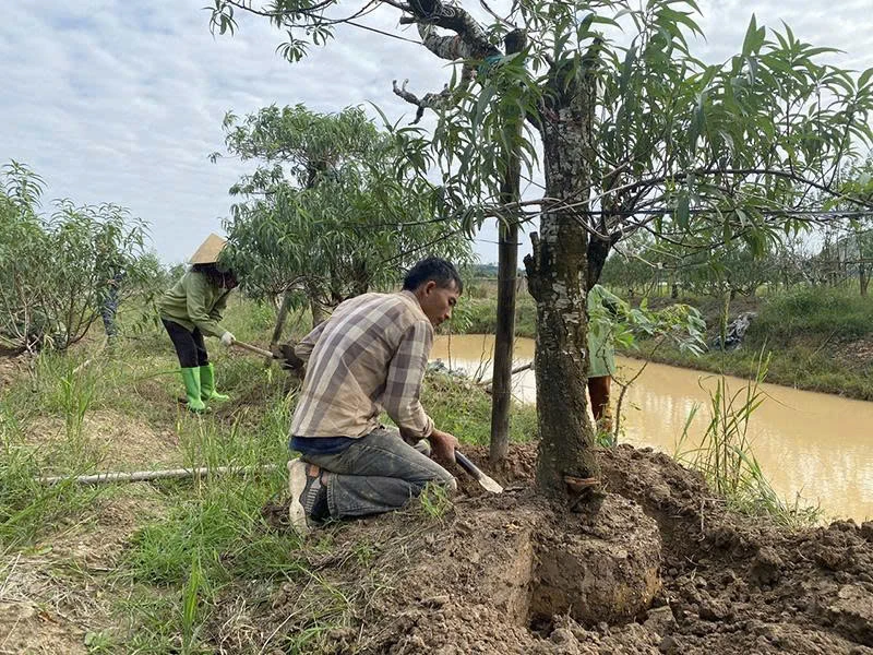 Η περιοχή καλλιέργειας ροδάκινου και κουμκουάτ Hop Tien προετοιμάζεται για την αγορά Tet