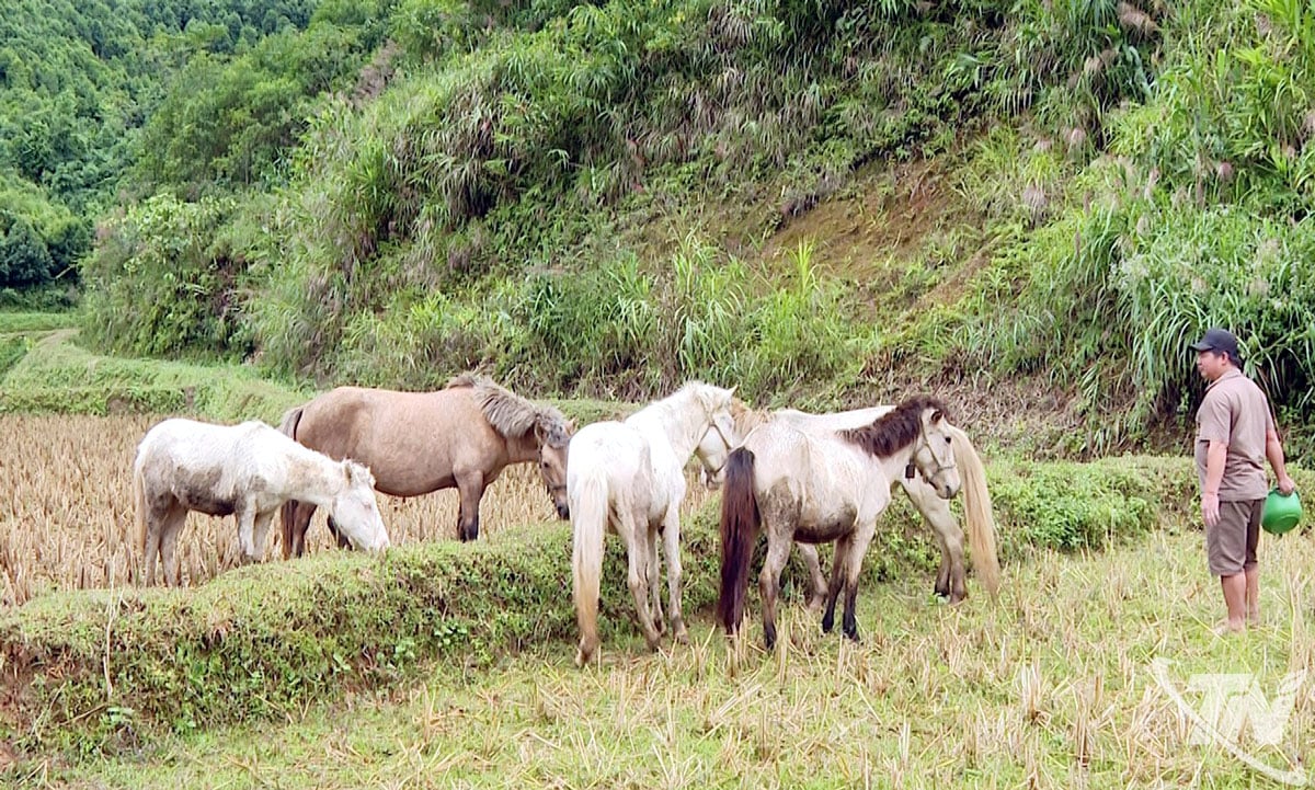 ชาวบ้านในตำบลกาวมิญจัดกิจกรรมเพาะพันธุ์ม้าแบบกึ่งเลี้ยงเพื่อสร้างรายได้สูง