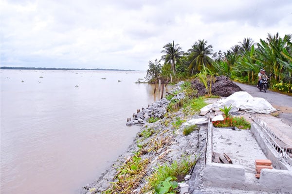The section of the dike combined with the traffic road along the Hau River in the inter-hamlet area (Phong Thanh commune) was affected by landslides, threatening people's livelihoods.