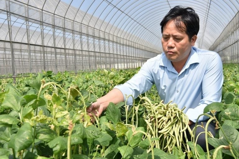 Nghiên cứu giống rau tại Viện Cây lương thực và Cây thực phẩm. Ảnh: FCRI.