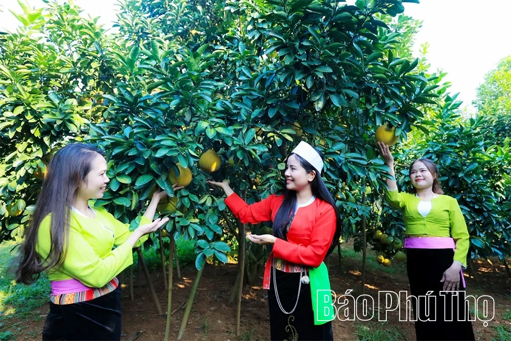 Ароматний смак червоного грейпфрута Tan Lac