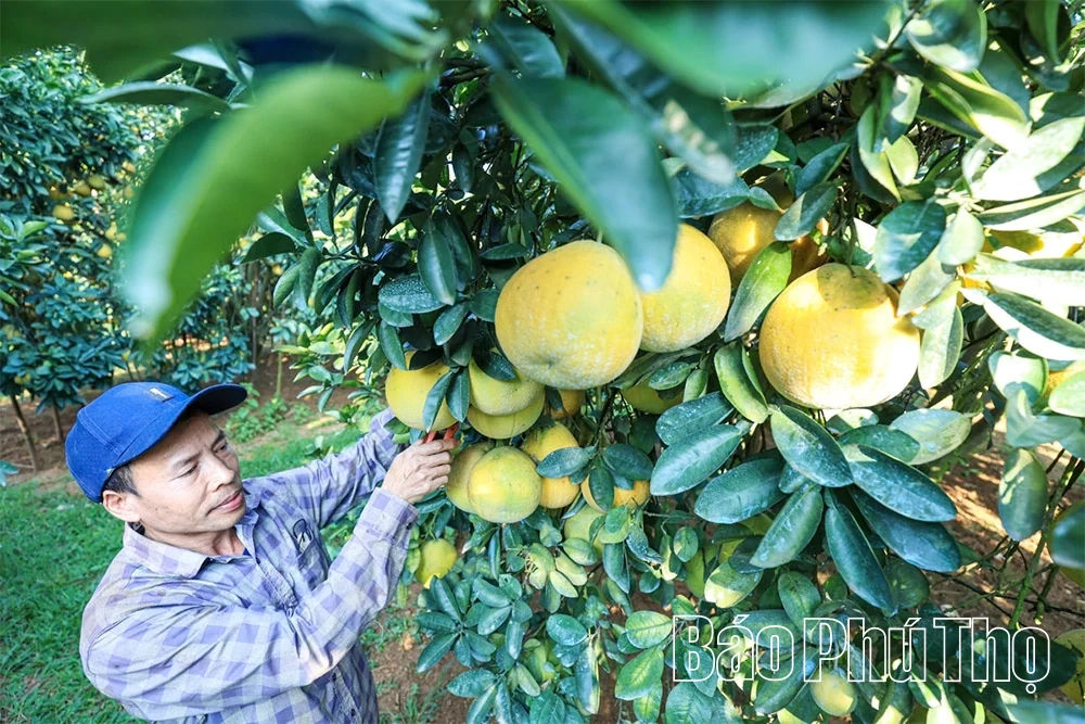 Ароматний смак червоного грейпфрута Tan Lac